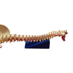 SoftX Lagerungskeil-Set -Sportarten Fitness Geschäft 262 5209 1